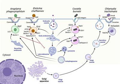 Establishing the intracellular niche of obligate intracellular vacuolar pathogens